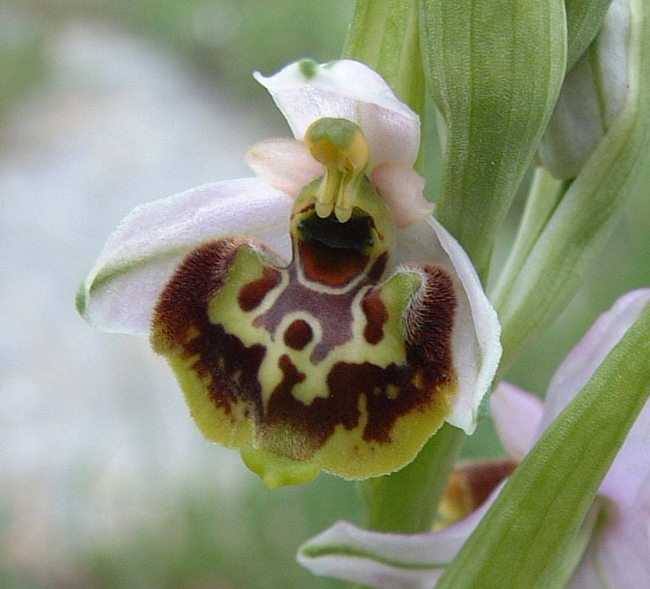 Ophrys fuciflora